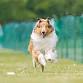 Waukesha Kennel Club All Breed Dog Show