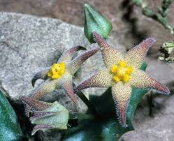 Image result for Piaranthus atrosanguineus