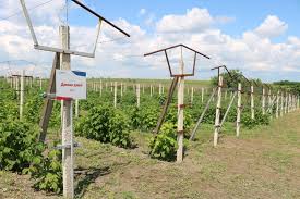 Supraveghere video, sisteme de alarma, sisteme de semnalizare incendiu, intretinere sisteme de securitate. Au Trecut De La Hobby La Afaceri Profitabile Istorii De Succes A ProducÄƒtorilor De PomuÈ™oare Din Stanga Nistrului Bani Md