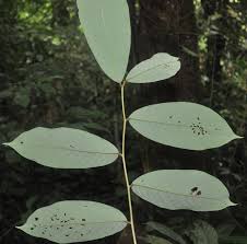 Image result for Bridelia micrantha