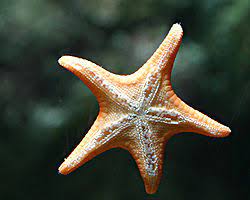 1,083 likes · 6 talking about this. Starfish Wiktionary