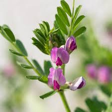 Image result for Vicia