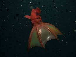 8 Beautiful Bioluminescent Creatures From The Sea Vampire Squid Deep Sea Creatures Weird Creatures