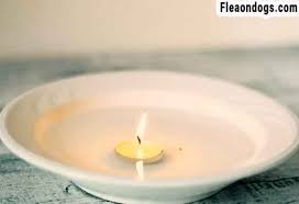 How To Make A Natural Homemade Flea Trap Easy Guide Blog That Dog