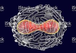 Some experts say that over the centuries it has killed more people than all other infectious diseases combined. Un Caso Di Vaiolo Delle Scimmie Ricoverato Nigeriano A Londra Medicina Ansa It