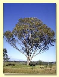 Image result for Eucalyptus tereticornis