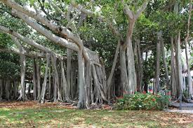 Maybe you would like to learn more about one of these? Trees Archives Wetlands In Florida