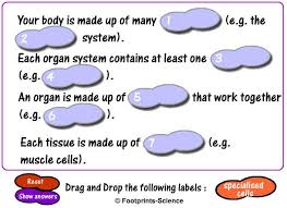 Learn about the different organelles in animal, bacteria, and plant cells! Animal And Plant Cells Quiz Questions Footprints Science Gcse Science Animations And Quizzes