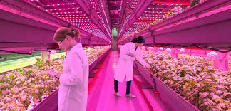 Maybe you would like to learn more about one of these? Leds For Horticulture Lighting Osram