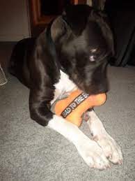 Why go to a dog breeder, cat. Save A Pet 31664 N Fairfield Rd Grayslake Il Animal Shelters Mapquest