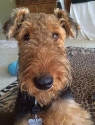 Ginger An Excellent Name For An Airedale Airedale Excellent Ginger Airedale Dogs Terrier Puppies Airedale Terrier