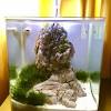 Jenis tanaman aquascape tanpa co2 berikutnya, yaitu lilaeopsis. 1