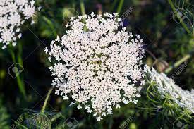Ammi Majus Flower Images Best Flower Wallpaper