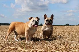 The english bulldog is a muscular dog with short legs that look slightly bowed. Franzosische Bulldogge Oder Englische Bulldogge Kaufen Franzoesischebulldogge De