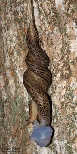 Slimy Slug Sex in Your Own Backyard