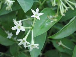 Image result for Cestrum nocturnum