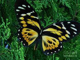 Check spelling or type a new query. Black And Yellow Butterfly Photograph By Monica Mingote
