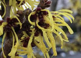 Image result for Hamamelis mollisi