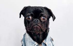 Most pet photographers choose to forego the physical studio, opting for a mobile studio instead. Average Child Portrait Photography Cost With Price Factors