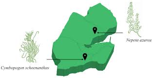 Image result for Syzygium rowlandii