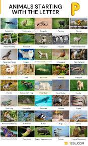 Cub, kitten, pup, calf or chick, zooborns delivers the ultimate list of baby animal names, which we continue to update. Animals That Start With P List Of 41 Animals Starting With P 7esl