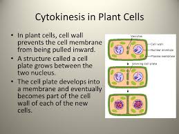 Maybe you would like to learn more about one of these? Warm Up 02 11 If The Sentence Is True Write True If The Sentence Is False Replace The Underlined Term To Make The Sentence True Cell Division Ppt Download