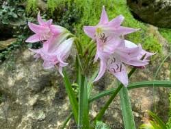 Image result for Crinum jasonii
