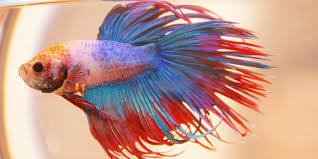 She's a female veiltail betta who has a red base with a rainbow shift that is mostly blue is soft light. Do Betta Fish Grow How Big Bettafish Org