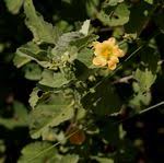 Image result for Sida hoepfneri