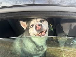 Is this your lost dog?