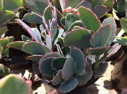 Succulent Plant Kalanchoe Fedtschenkoi Marginata Aurora Borealis The Scalloped Leaves Of The Fedt Succulents Planting Succulents Plants