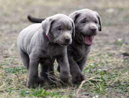 Are the finest companions and integral member of the adopted families. Labrador Puppies For Sale Silver Labs For Sale Dog Training Dog Boarding Serenity Ranch Kennels