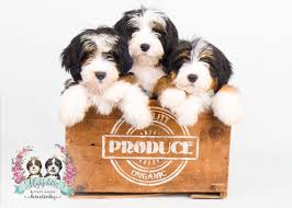 Bernedoodle puppies are hypoallergenic, meaning they don't shed and are far less likely. Bernedoodle Puppies For Sale Home Facebook