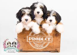 You can browse our bernedoodle puppies for sale below to see which puppy is the right fit for you. Bernedoodle Puppies For Sale Posts Facebook