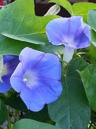 Morning Glory Plant Leaves Flower Garden Morning Glory