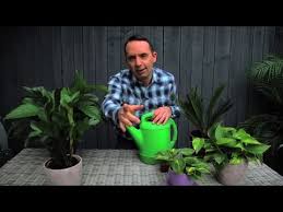 Keep plants in pots with drainage holes to prevent waterlogging. How Often Should I Water My Indoor Plants Youtube