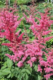 Astilbe Mighty Red Quin Pp 24797 Shade Perennials Shade Tolerant Plants Shade Loving Perennials