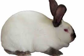 Fundraiser for Mandy Lott by Melinda Smith : Youth breeder legal fees.