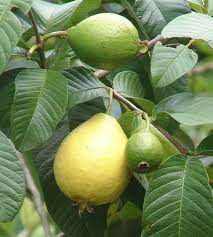 Image result for Psidium guajava