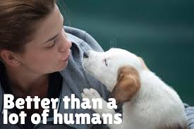 Check spelling or type a new query. 20 Inspirational Touching Dog Loss Quotes Dogvills