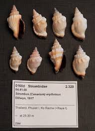 Image result for Canarium