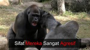 Check spelling or type a new query. Mamalia Ciri Ciri Apa Yang Mereka Gambar Haiwan Mamalia Pilihan 2021
