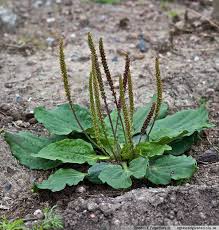 Image result for Plantago palmata
