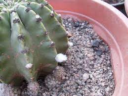 Le pareció muy bonita y la recogió. Problemas Plagas Y Enfermedades En Cactus