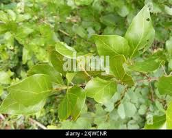Image result for Afrocanthium mundianum