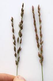 Image result for Alloteropsis