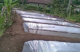 Panduan Teknis Budidaya Gurame Soang Dalam Terpal Dinding Tanah 8 Bulan Panen Panen Bulan Tanah