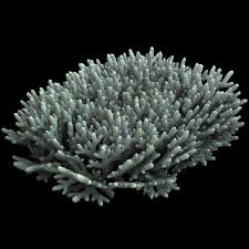 Acropora Coral 2 3d Model Acropora Coral 3d Model Model