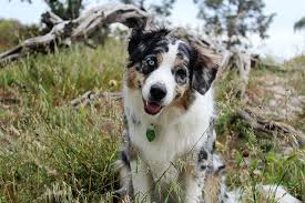 Black and brown australian shepherd. Hd Wallpaper Adult White Black And Brown Australian Shepherd Sits On Grass Field At Daytime Wallpaper Flare