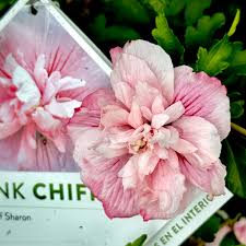 Image result for Hibiscus syriacus ´Pink Chiffon